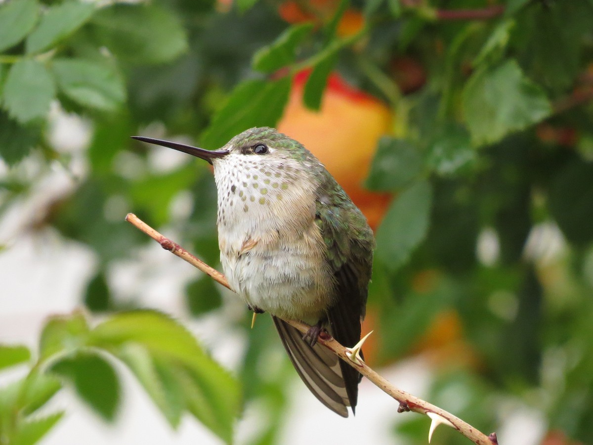Calliope Hummingbird - ML292170861