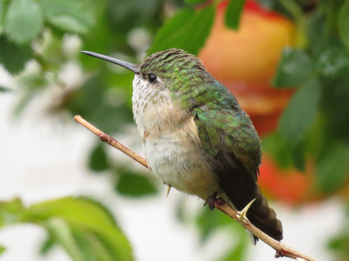 Calliope Hummingbird - ML292170881