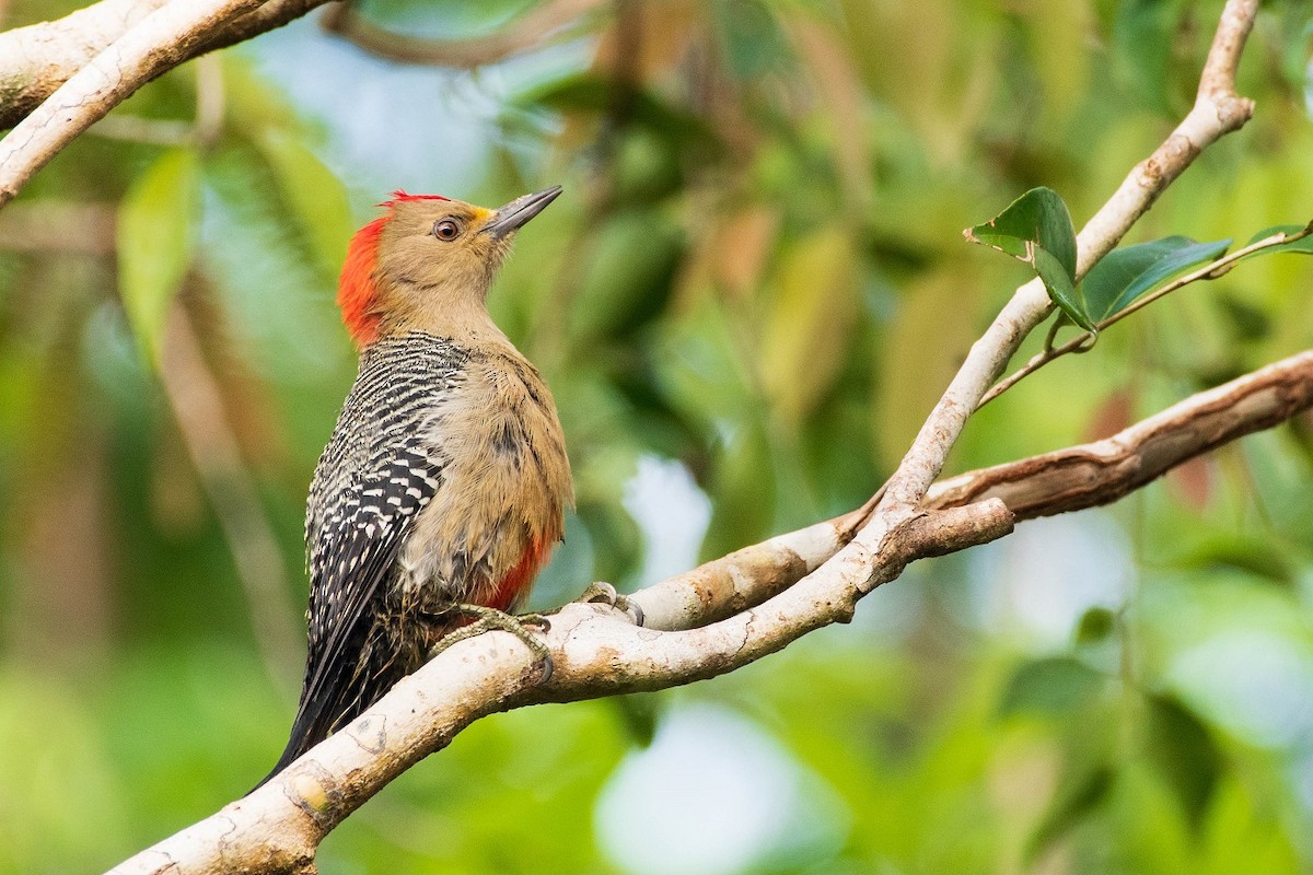 Yucatan Woodpecker - ML292176561