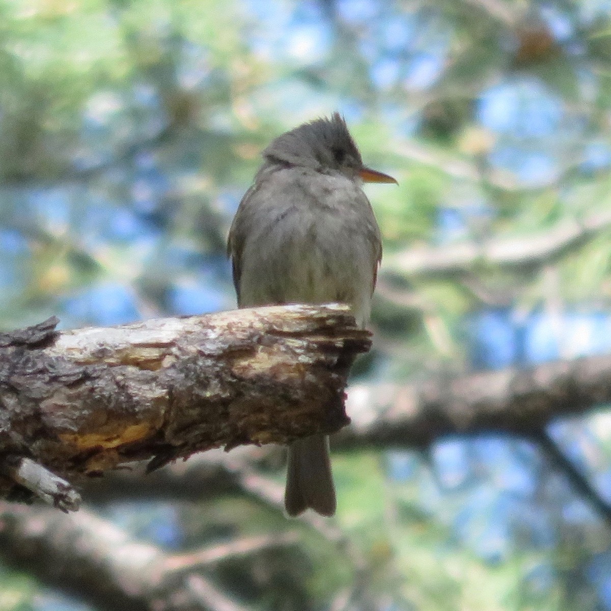 Greater Pewee - ML29217821