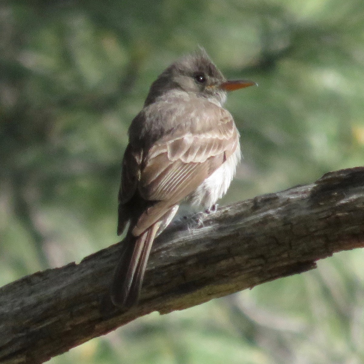 Greater Pewee - ML29217841
