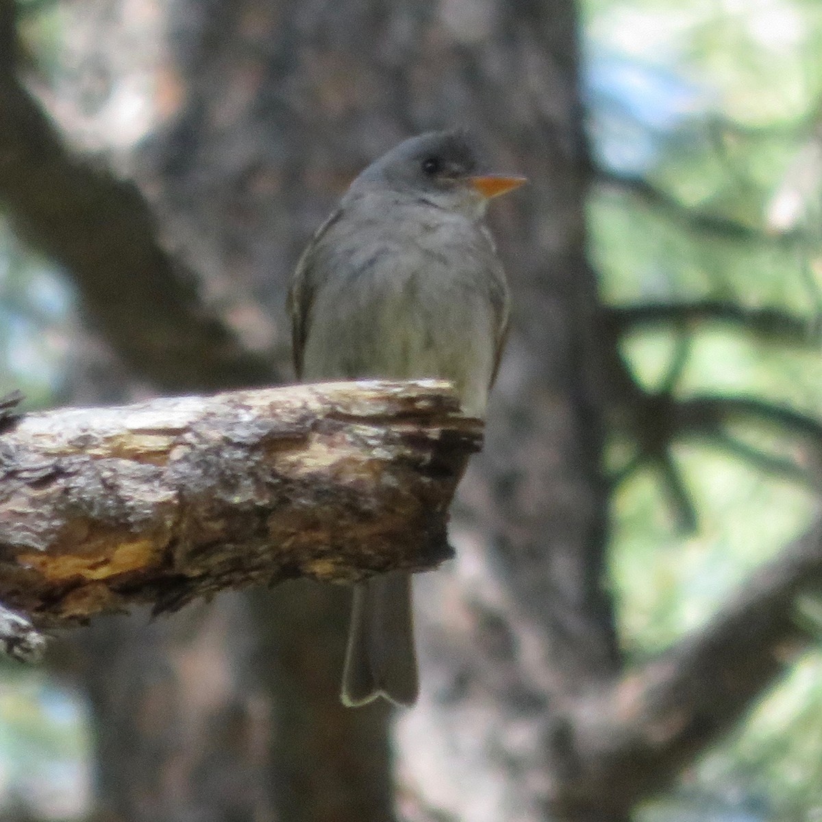 Greater Pewee - ML29218041