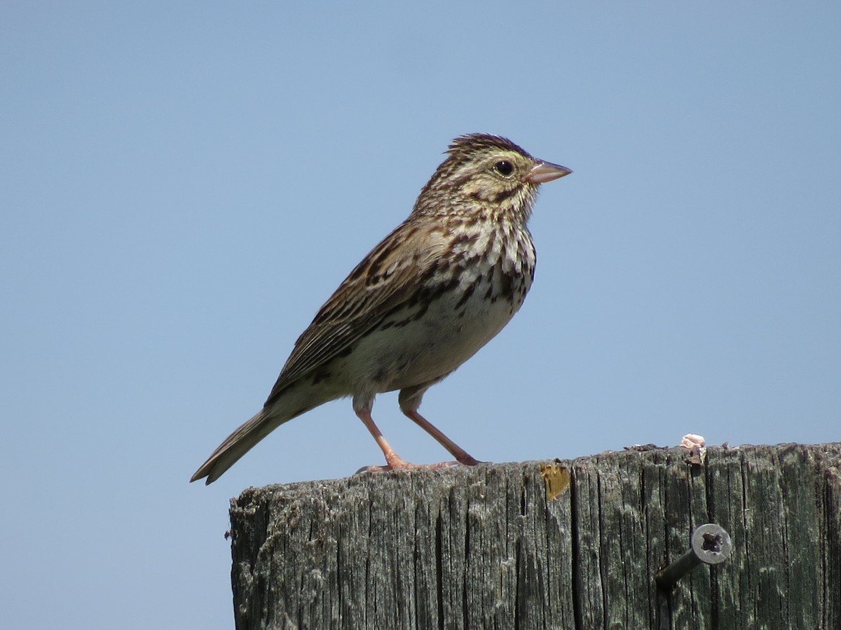 Savannah Sparrow - ML292183121
