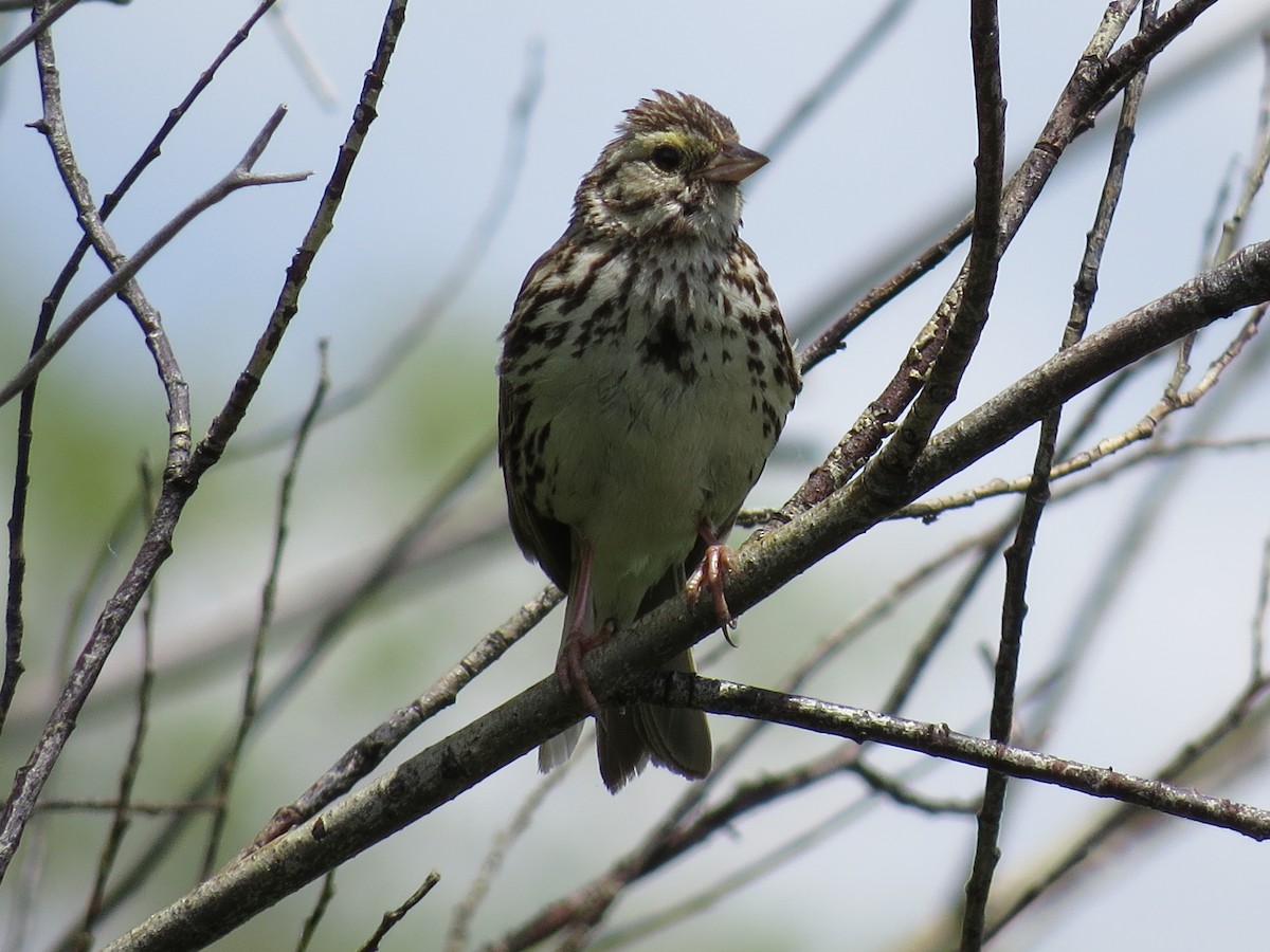Savannah Sparrow - ML292183151