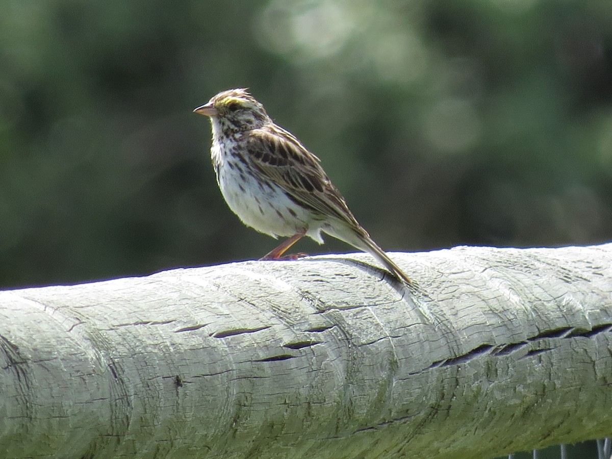 Savannah Sparrow - ML292183161