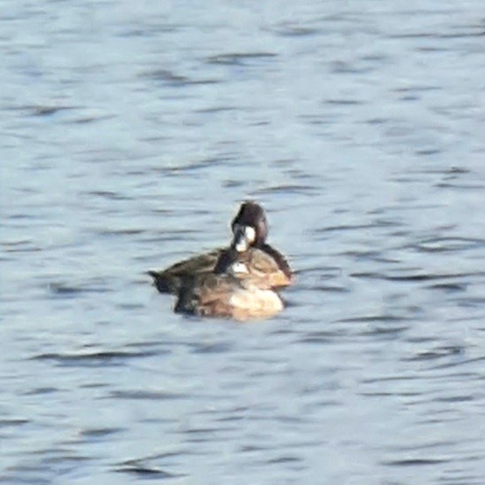 Greater Scaup - ML292185481