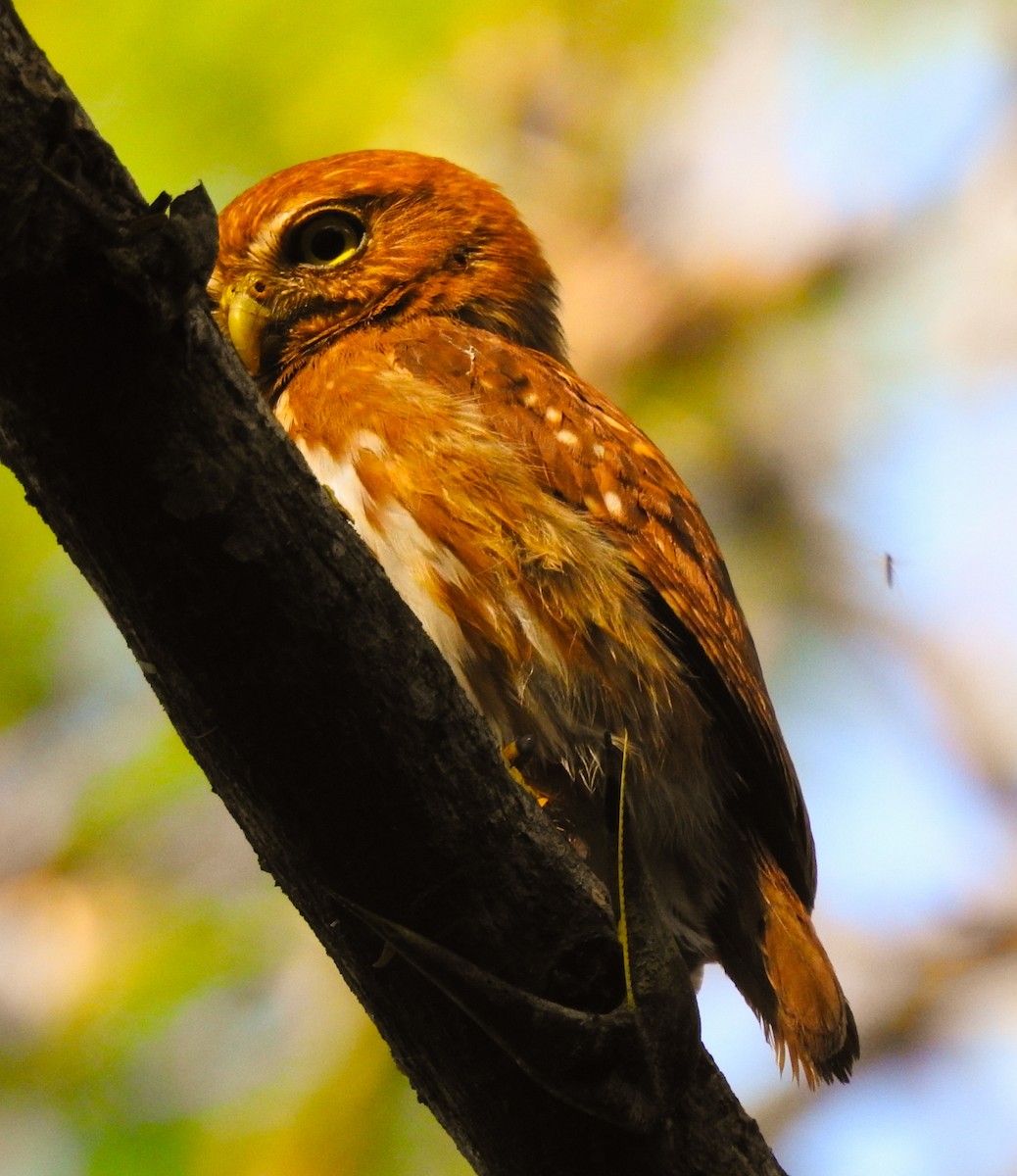 Ferruginous Pygmy-Owl - Jose Martin Vallecillo Mendez