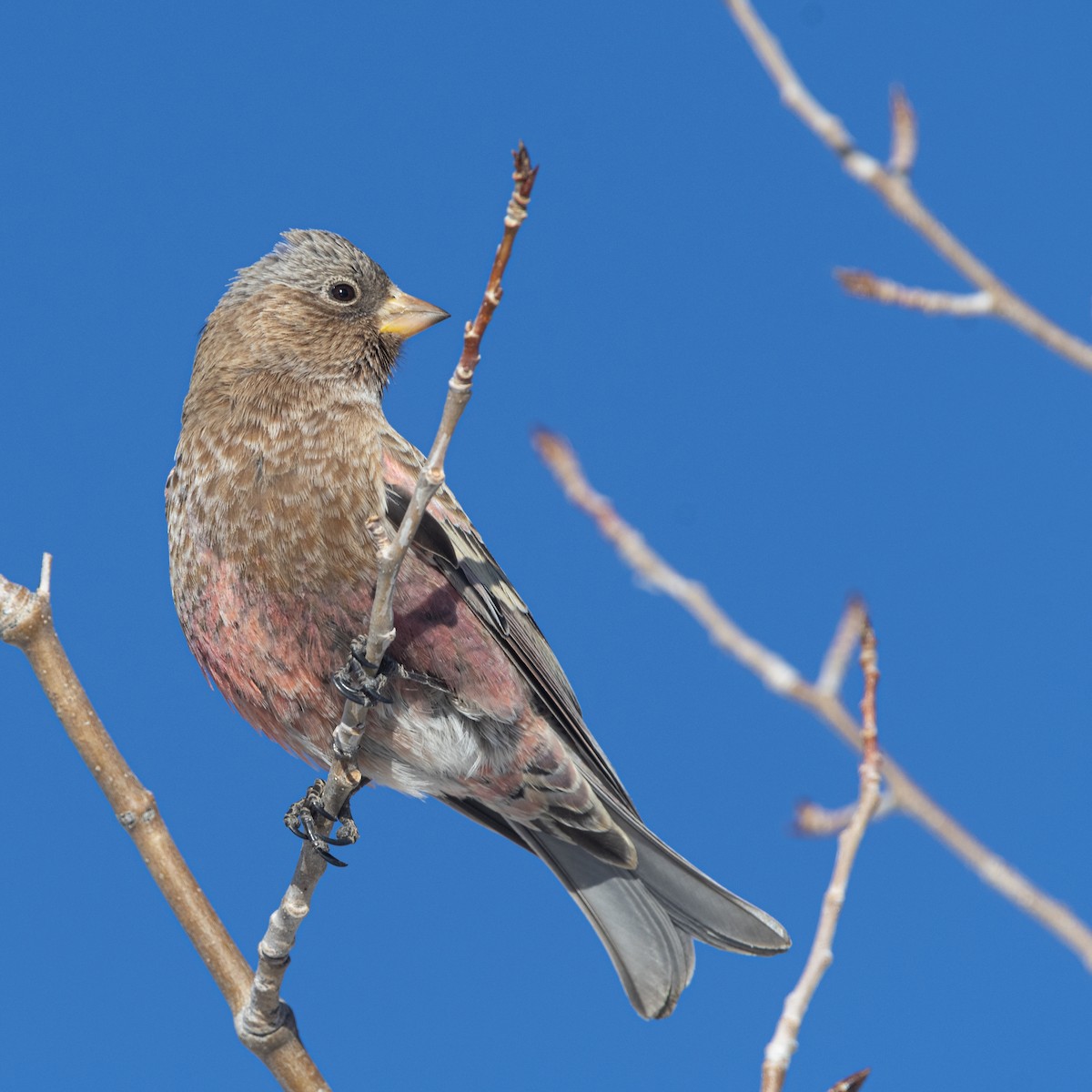 Brown-capped Rosy-Finch - ML292189431