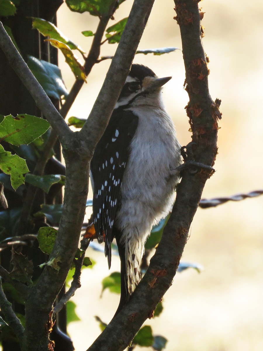 Downy Woodpecker (Pacific) - Gena Zolotar