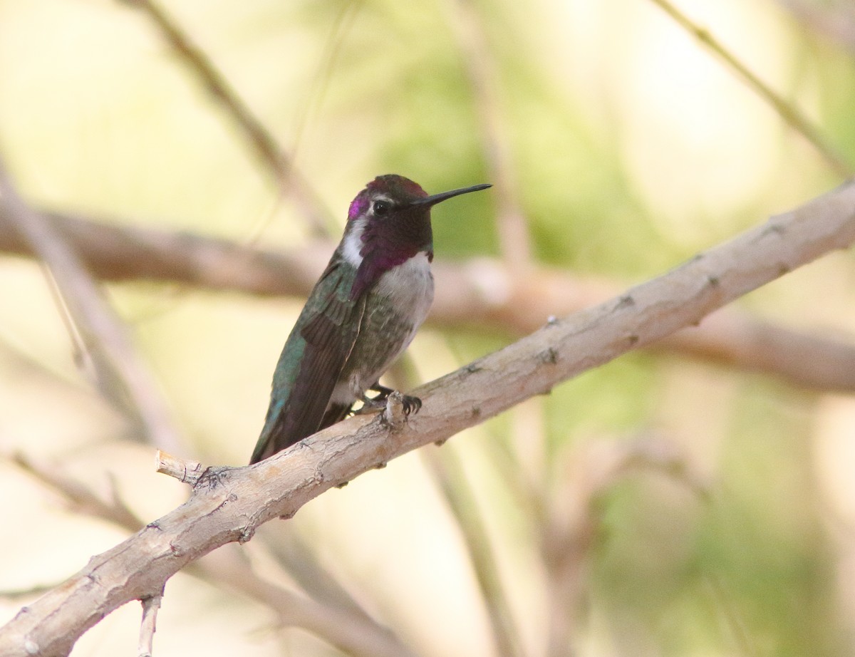 Costa's Hummingbird - ML292192021