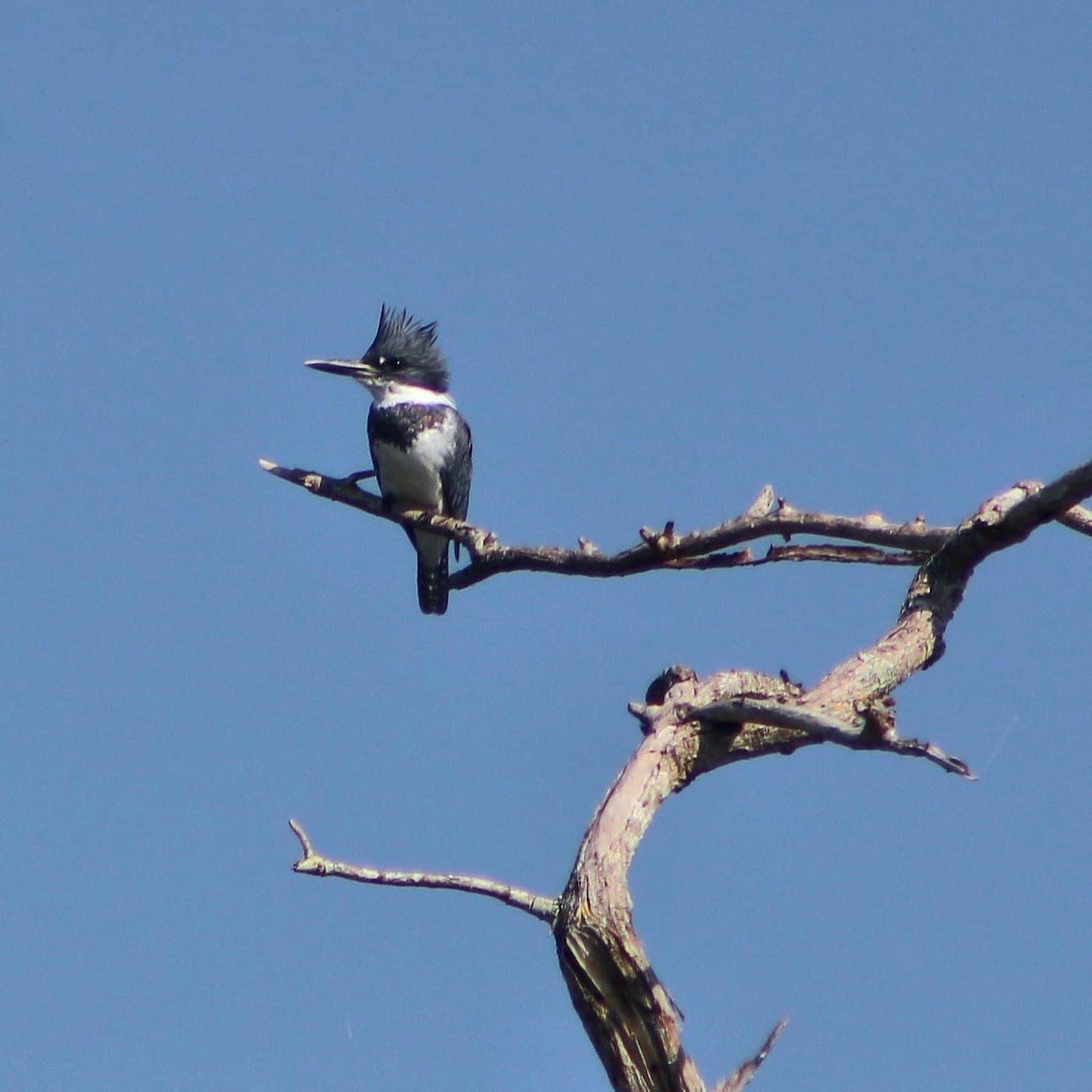 Belted Kingfisher - ML292194621