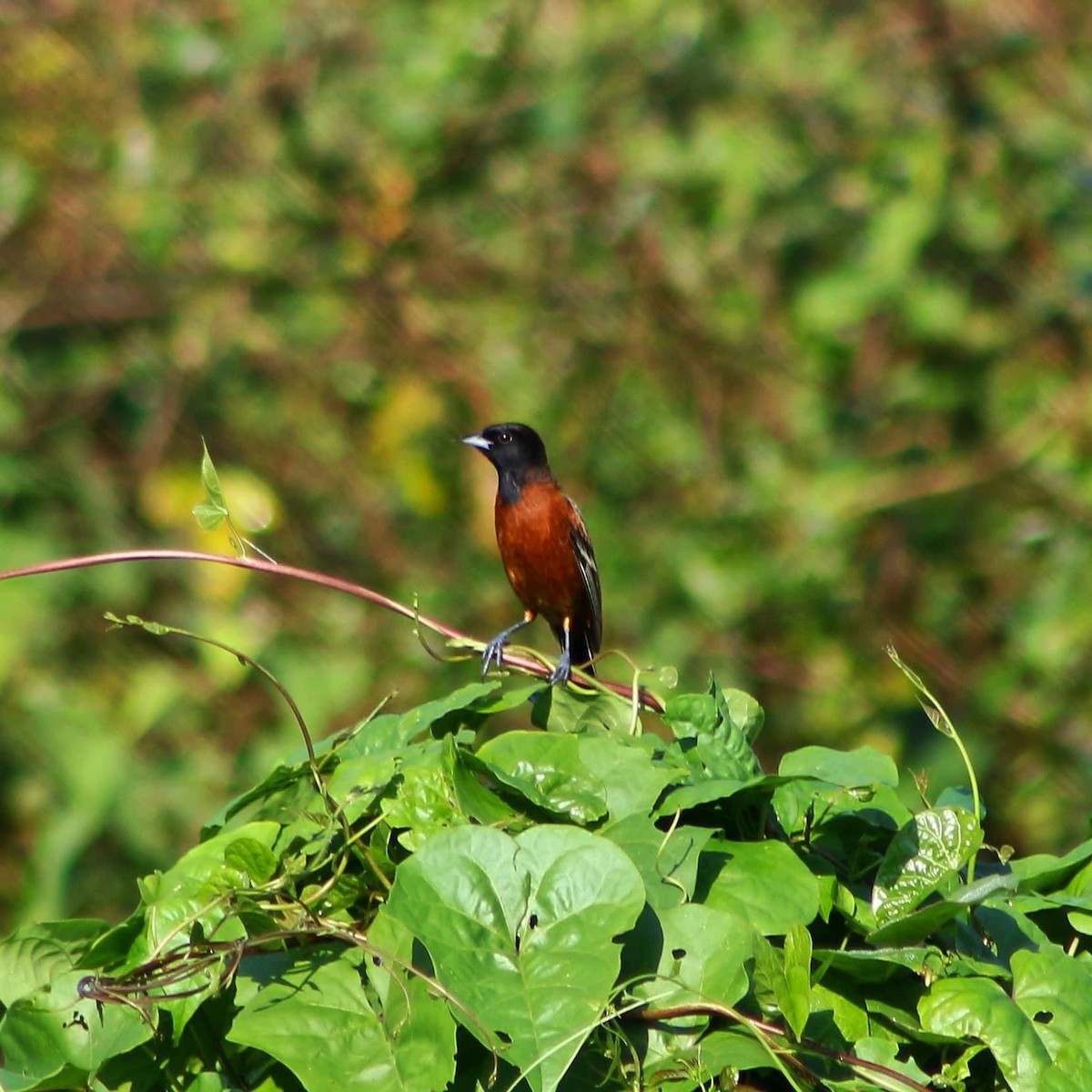 Orchard Oriole - ML292195091