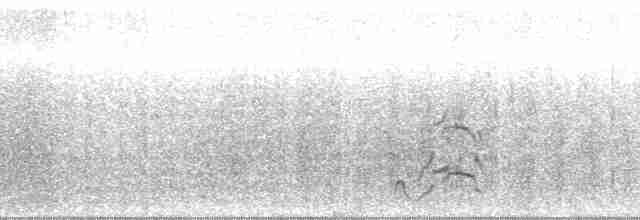South Island Oystercatcher - ML2922
