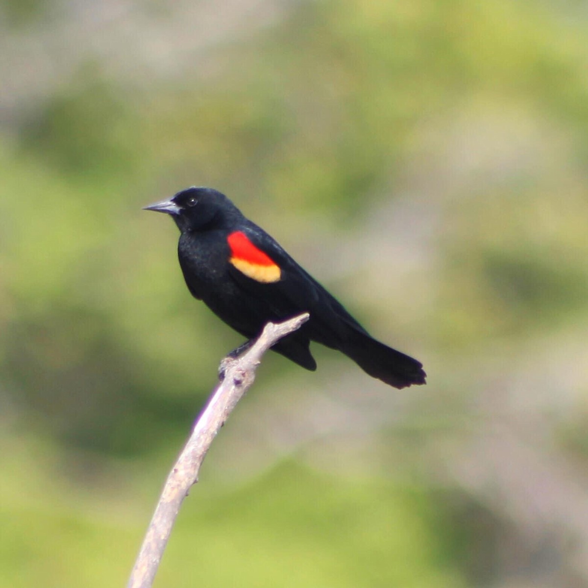 Red-winged Blackbird - ML292202111