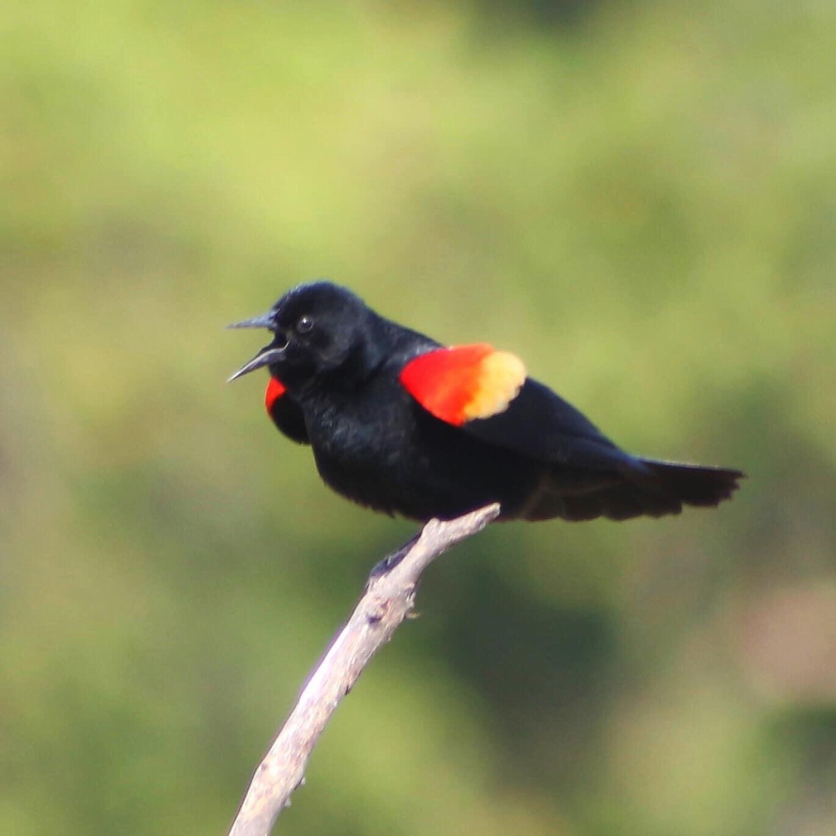 Red-winged Blackbird - ML292202161
