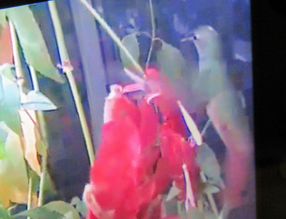kolibřík yukatanský - ML292206181