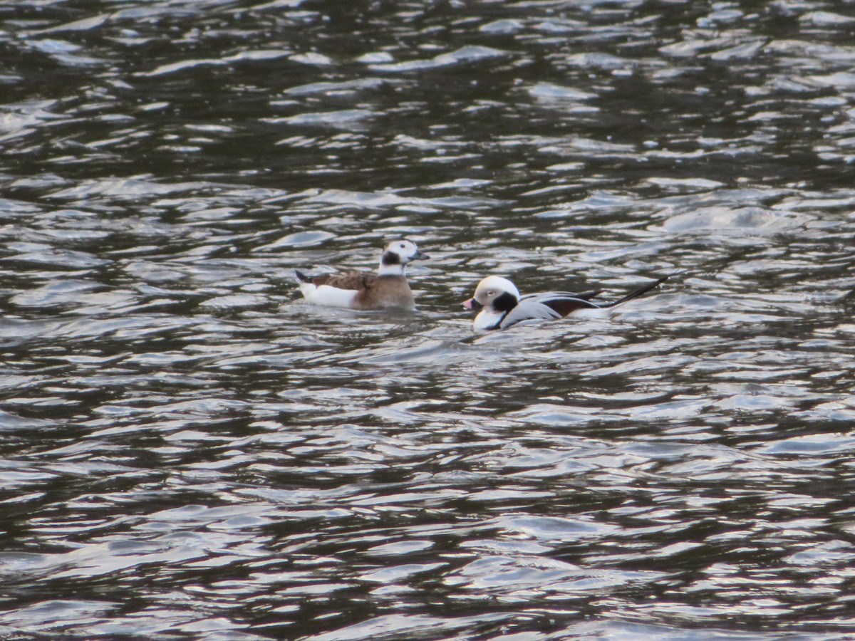 Long-tailed Duck - ML292212941