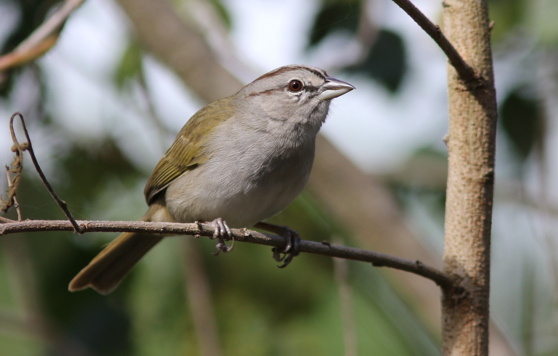 Olive Sparrow (Olive) - eBird