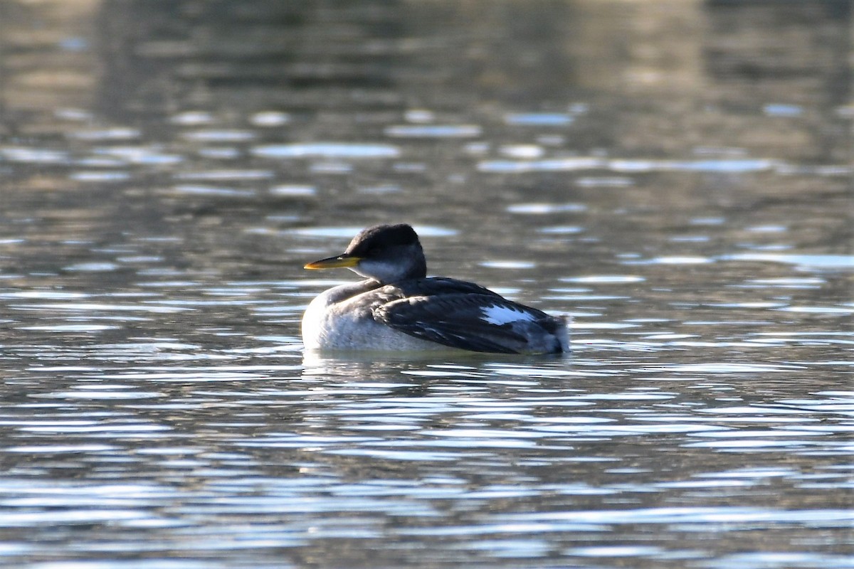Red-necked Grebe - ML292221851