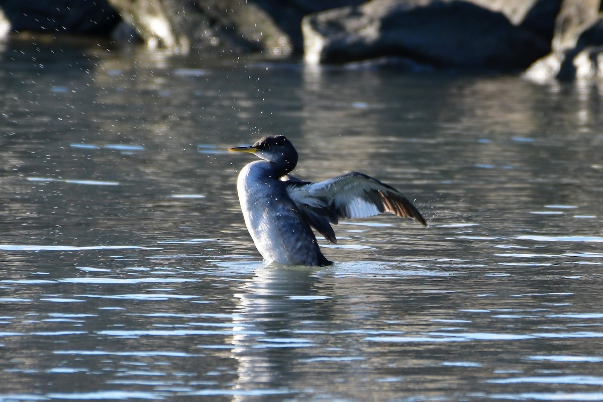 Red-necked Grebe - ML292221871
