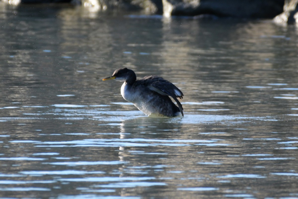 Red-necked Grebe - ML292221891