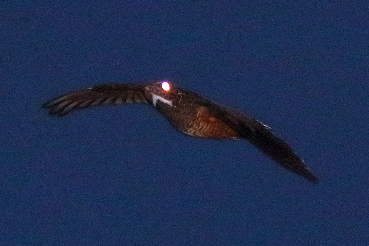 Short-tailed Nighthawk - Fabio Landmeier