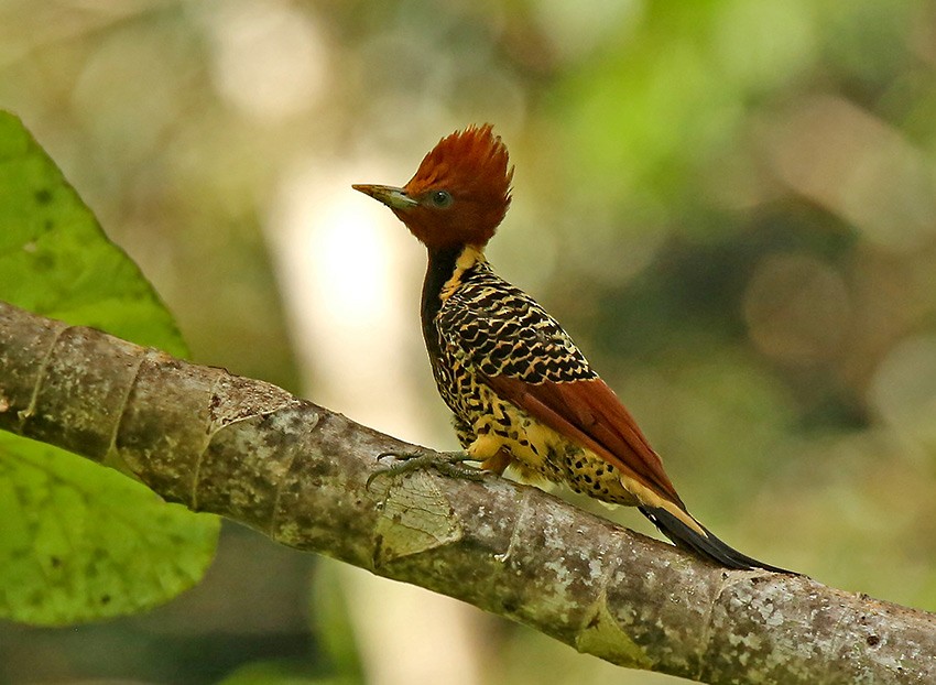 Rufous-headed Woodpecker - ML29224441