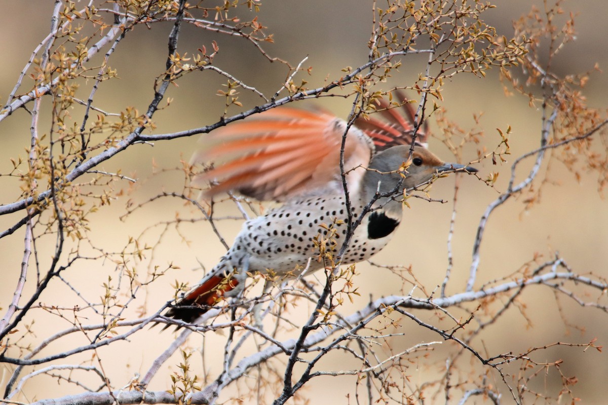 Northern Flicker (Red-shafted) - ML292247201