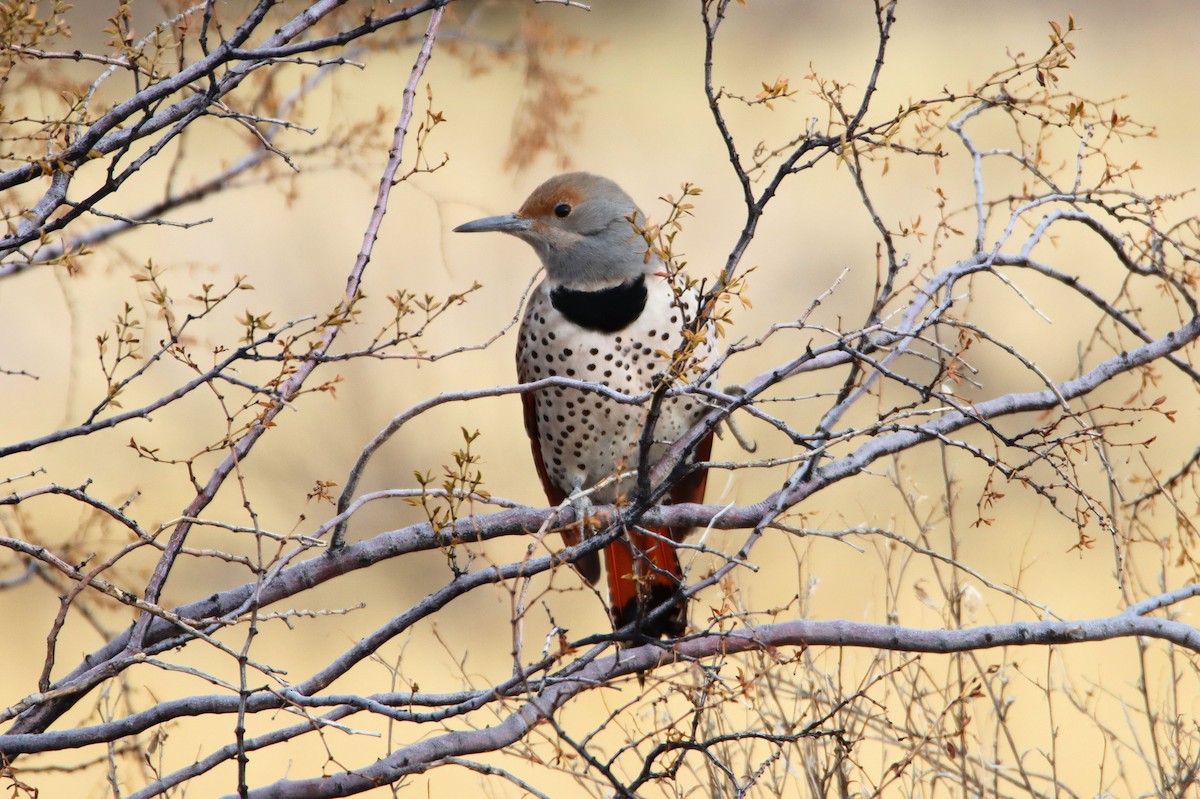 Northern Flicker (Red-shafted) - Diana Spangler