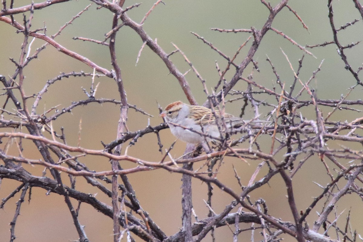 Chipping Sparrow - ML292249121