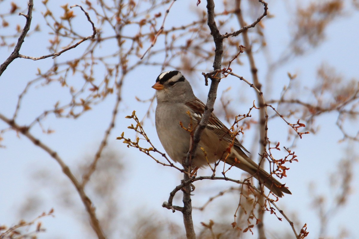 White-crowned Sparrow - ML292249411