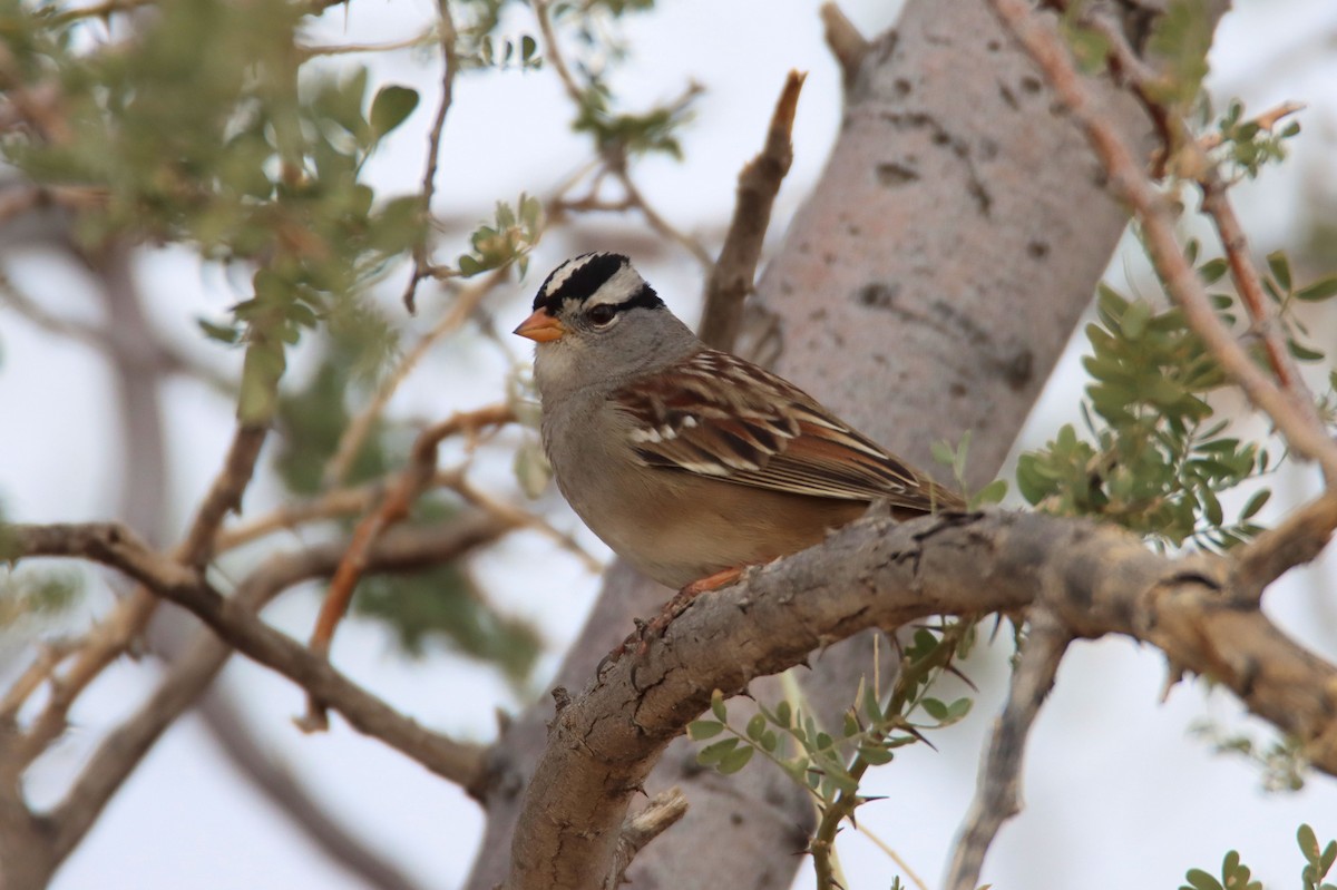 White-crowned Sparrow - ML292249421