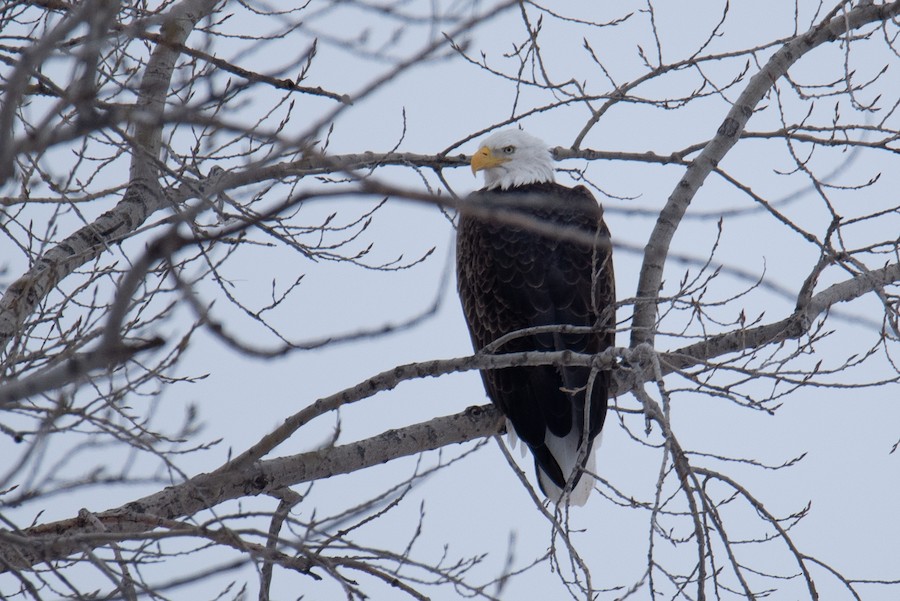 eagle sp. eBird