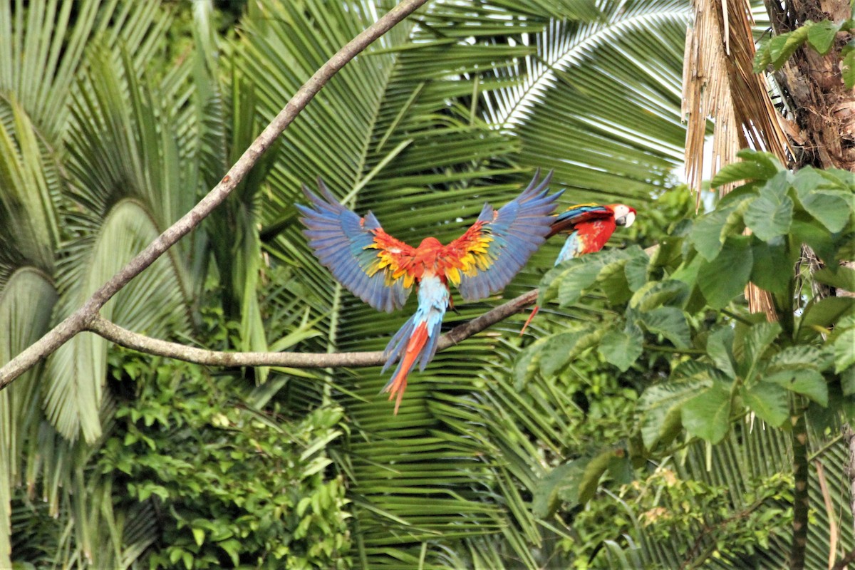 Scarlet Macaw - ML292254101