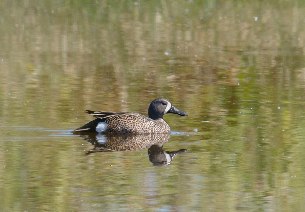 Blue-winged Teal - ML29225721