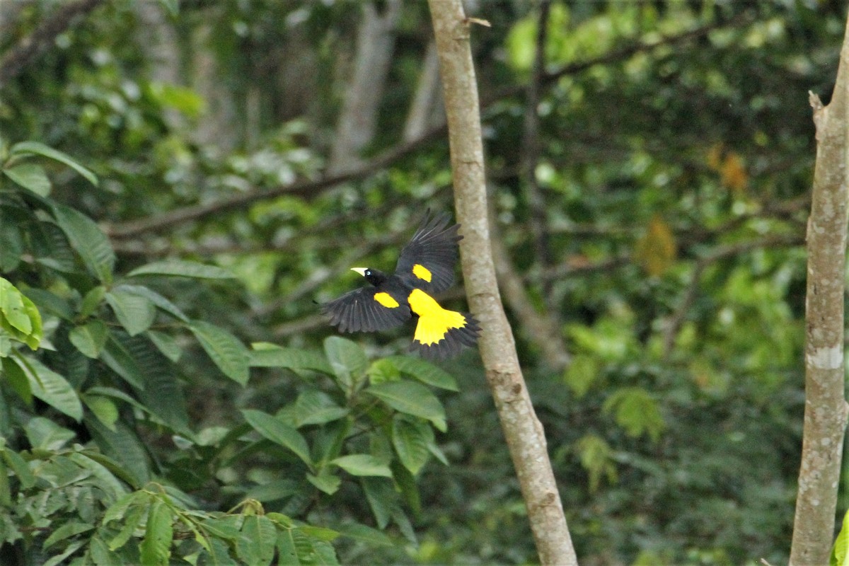Yellow-rumped Cacique - ML292259071