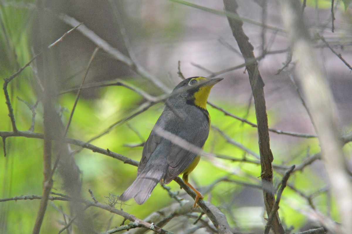 Canada Warbler - Perry Doggrell