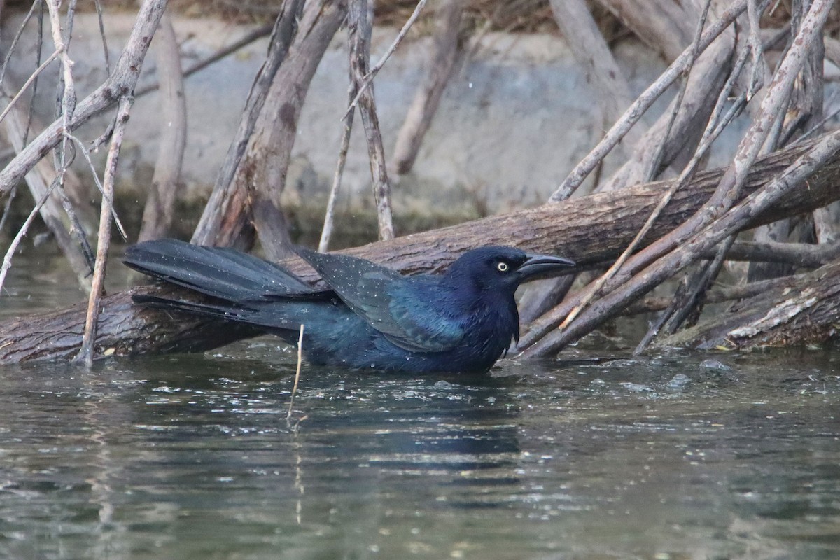 Great-tailed Grackle - ML292267061
