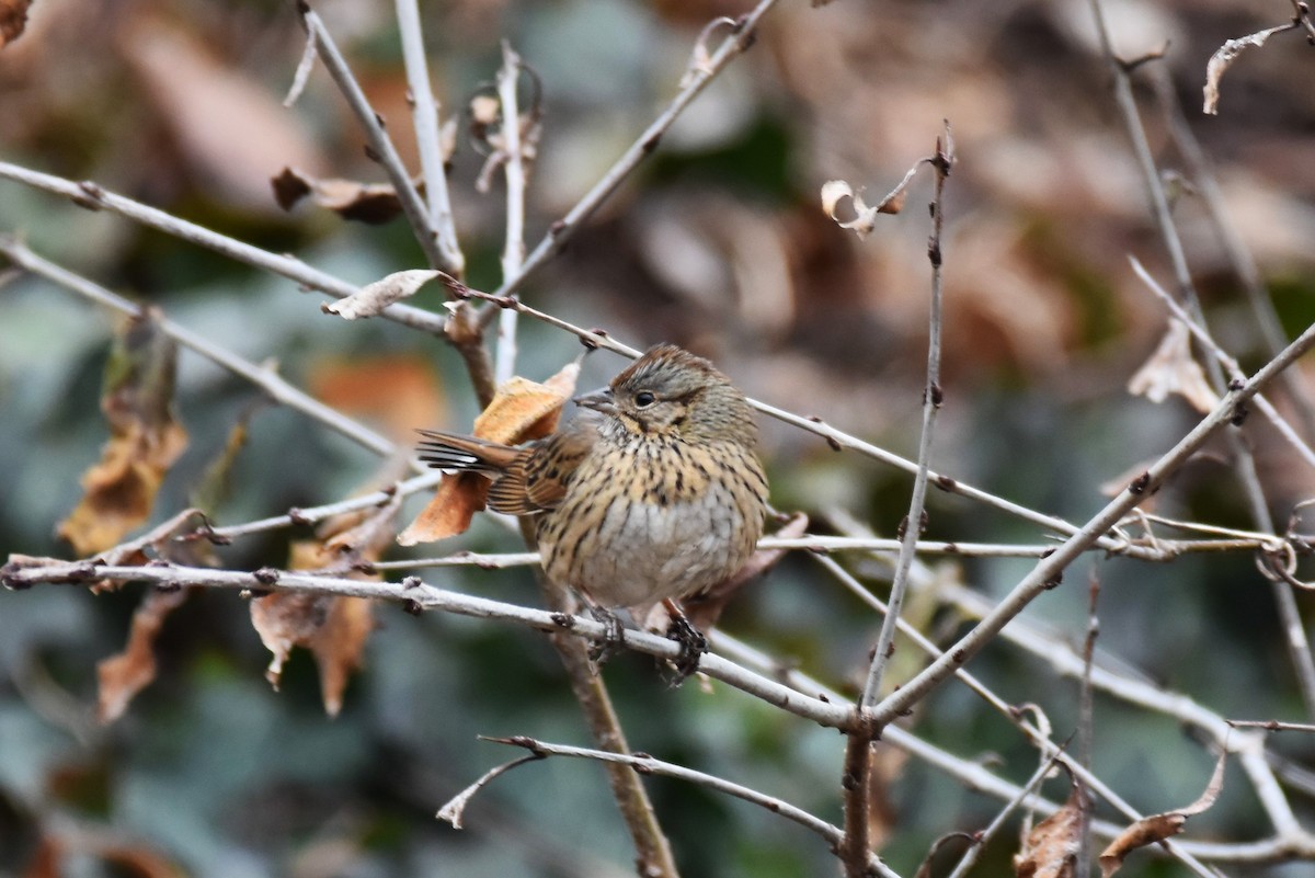 Lincoln's Sparrow - irina shulgina