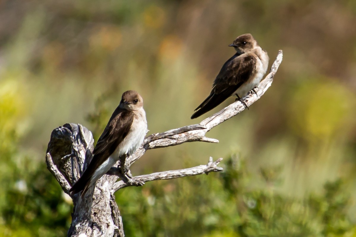 Northern Rough-winged Swallow - ML29226911