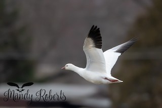 Ross's Goose, ML292271431