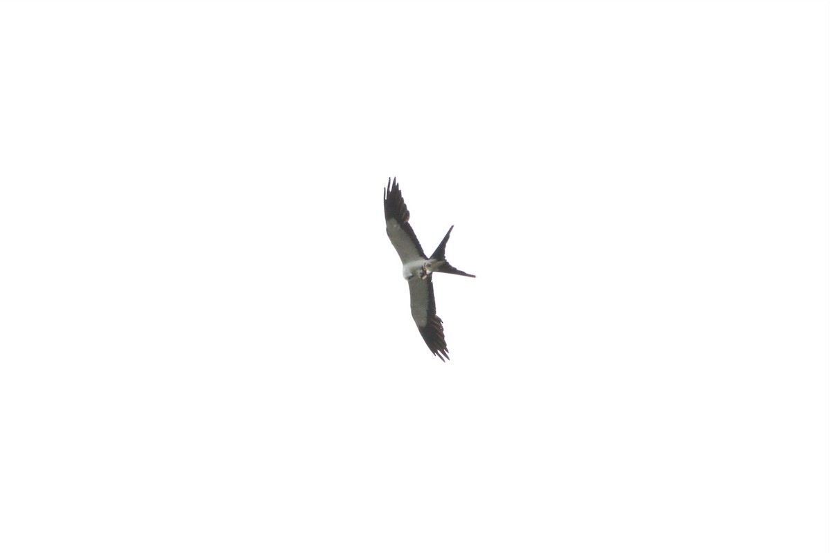Swallow-tailed Kite - ML292272961