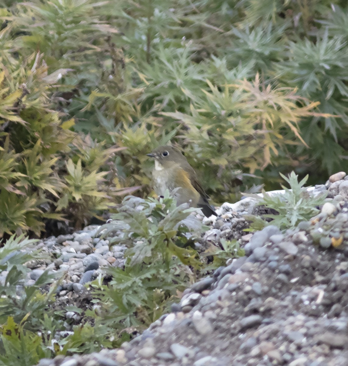 Red-flanked Bluetail - ML292274601
