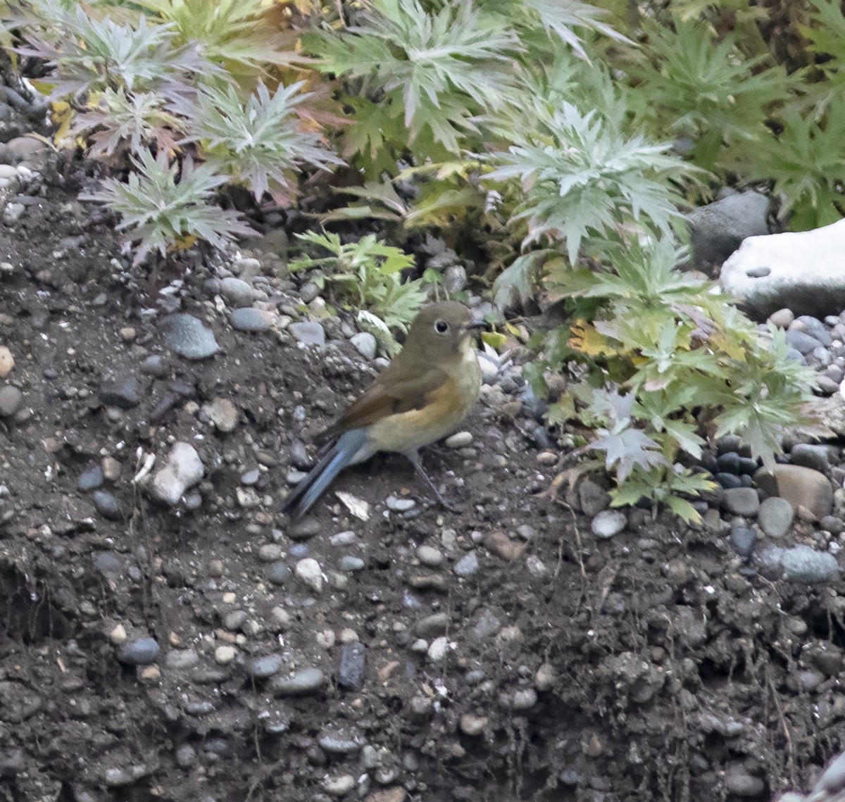 Red-flanked Bluetail - ML292274611