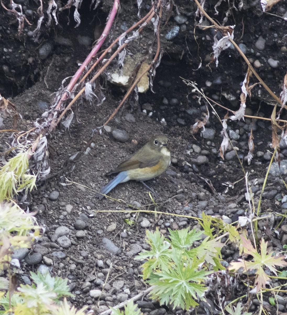 Red-flanked Bluetail - ML292274621