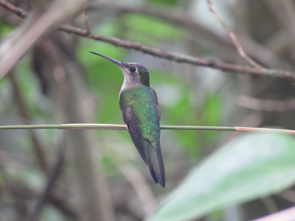 Wedge-tailed Sabrewing (Long-tailed) - ML29227771
