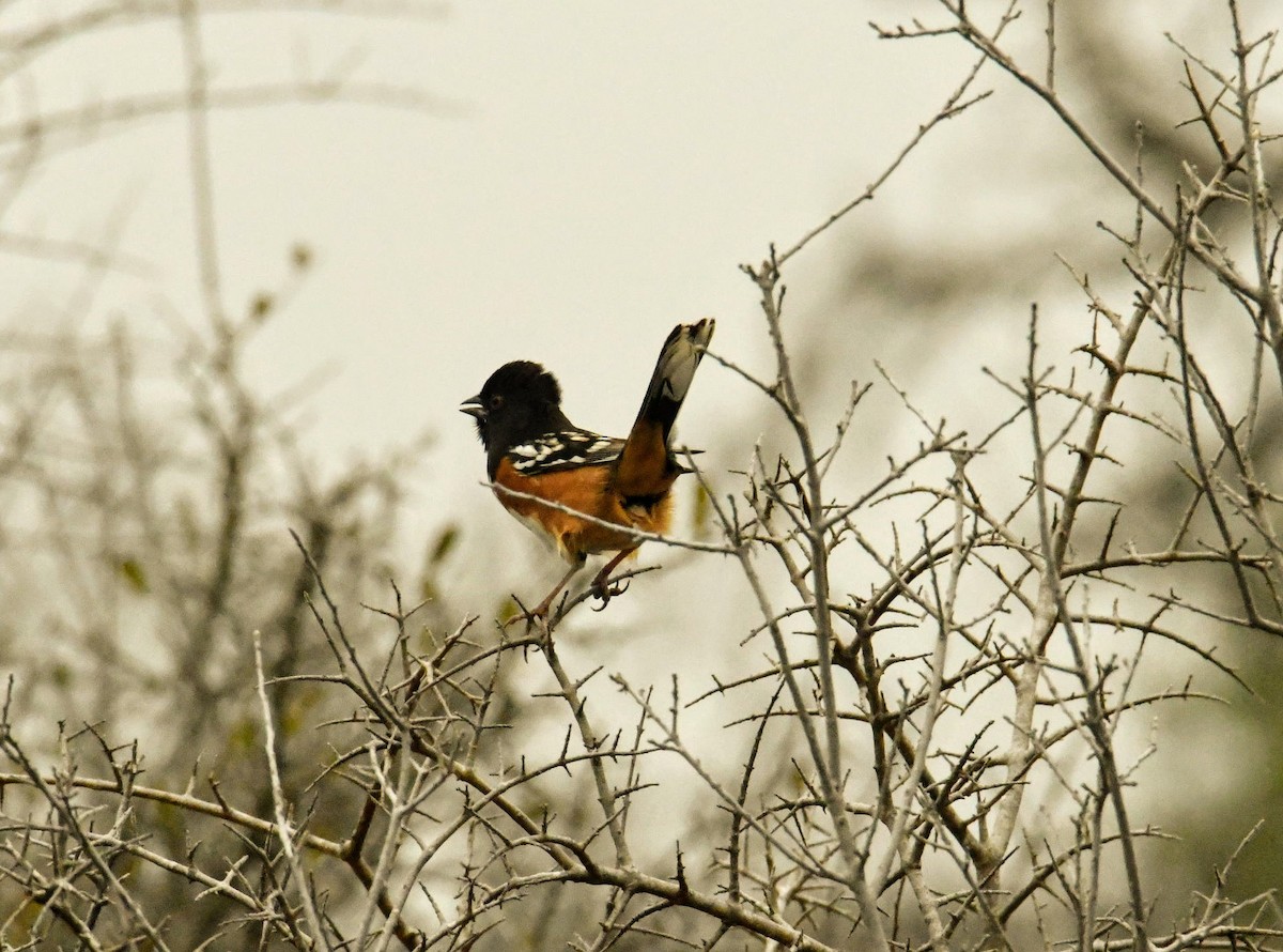 Spotted Towhee - ML292282981