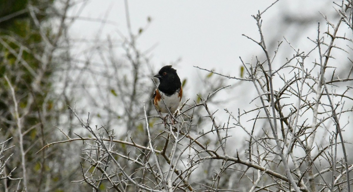 Spotted Towhee - ML292282991
