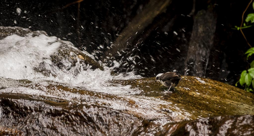 White-capped Dipper - Diego Valbuena