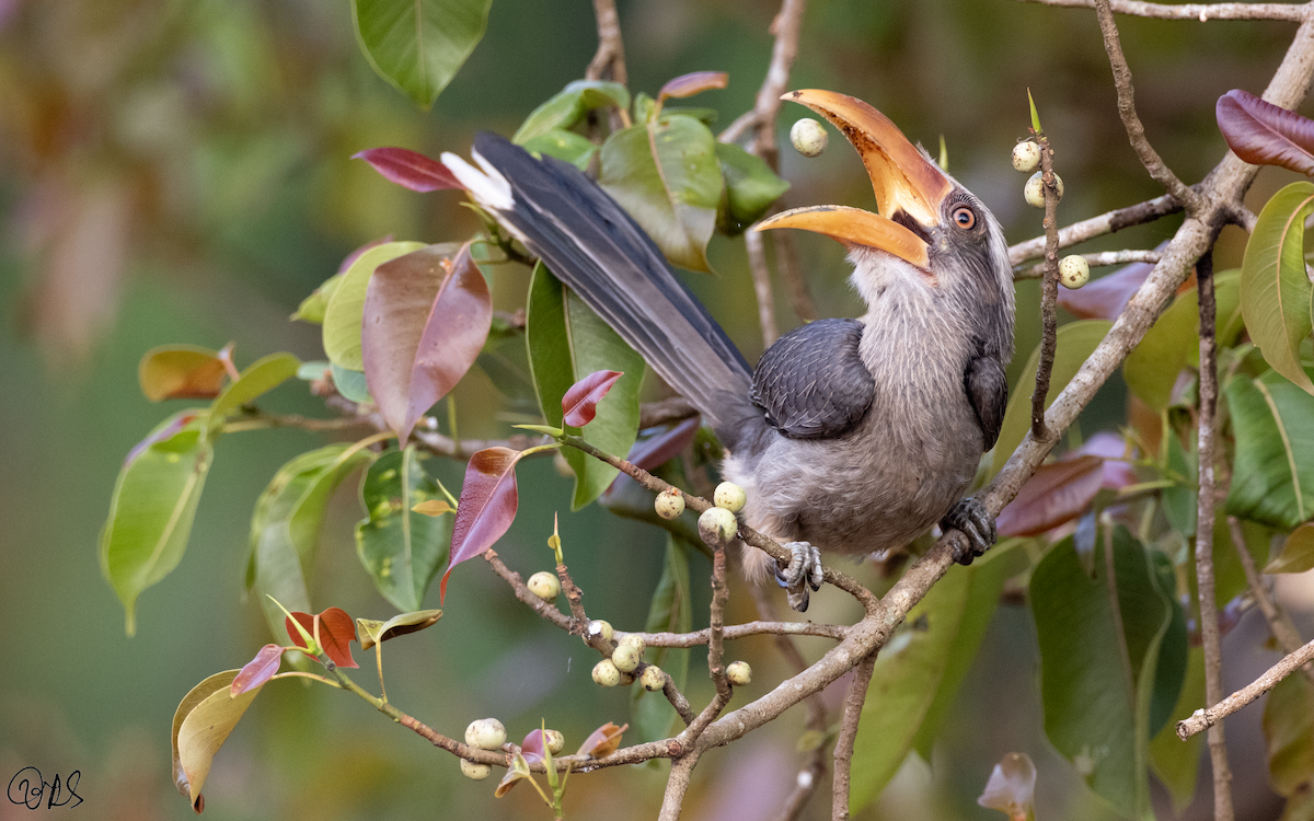 Malabar Gray Hornbill - Varun Sharma